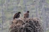 Jasper Bald Eaglets 25.06.22