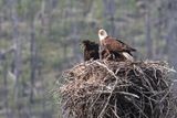 Jasper Bald Eagle and Eaglets 25.06.22