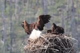 Jasper Bald Eagle and Eaglets 25.06.22