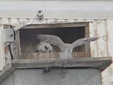 Peregrine Mis Mom prey to box 25.07.02(scope + phone)