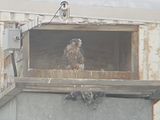 Peregrine Mis chick  25.07.12