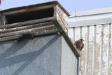 Peregrine Mis 25.07.16