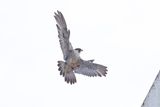Peregrine Mis adult female 25.07.16.jpg