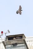 Peregrine Mis adult female with fledgling in box 25.07.16