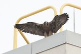 Peregrine Mis fledgling 25.07.16-2.jpg