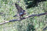 Peregrine Pembina fledglings 25.07.30-14.jpg