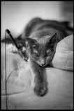 Princess_Grace_E_020.jpg