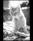 Eliot_039A.jpg