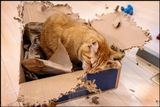 EliotBox_04.jpg