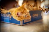 CatArt015.jpg