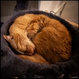 CatBowl.jpg