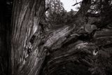juniper.jpeg
