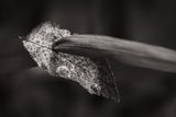 Piercing-1.jpg