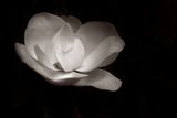 Z62_0909_DxO_DxO.jpg