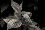 Leaves -20230519-001.JPG