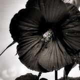 Mono L1003531 copy_1.jpeg