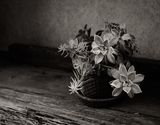 Z62_4650_DxO-2.jpg