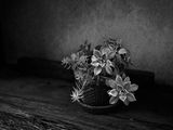 Z62_4650_DxO-Edit.jpg