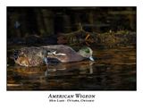 American Wigeon-007