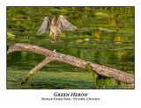 Green Heron-063