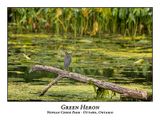 Green Heron-066