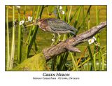 Green Heron-083