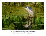 Black-crowned Night-Heron-036