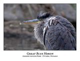 Great Blue Heron-103