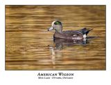 American Wigeon-012