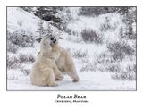 Polar Bear-109
