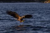 White-tailed Eagle, Havrn