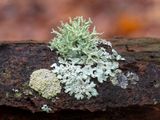 Lichens