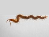 Soil Centipede