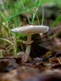 Freckled Dapperling Mushroom