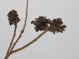 Gall
