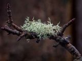 Boreal Oakmoss Lichen