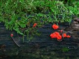 Red Raspberry Slime Mold with Golden Foxtail Moss
