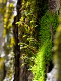 Tangled Thread Moss