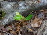 American Beech Tree