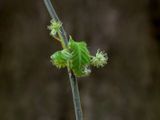 American Beech Tree