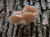 Summer Oyster Mushroom