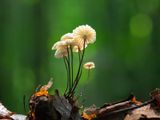 Collared Parachute Mushrooms