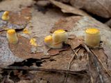 Common Birds-nest Fungus