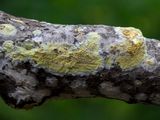 Toothed Crust Fungus