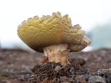 King Bolete Mushroom