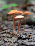 Deceiver Mushroom