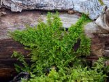 Lesser Plait Moss