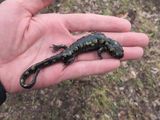 Spotted Salamander