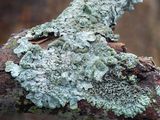 Rough Speckled Shield Lichen and Hoary Rosette Lichen