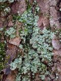 Fluffy Dust Lichen